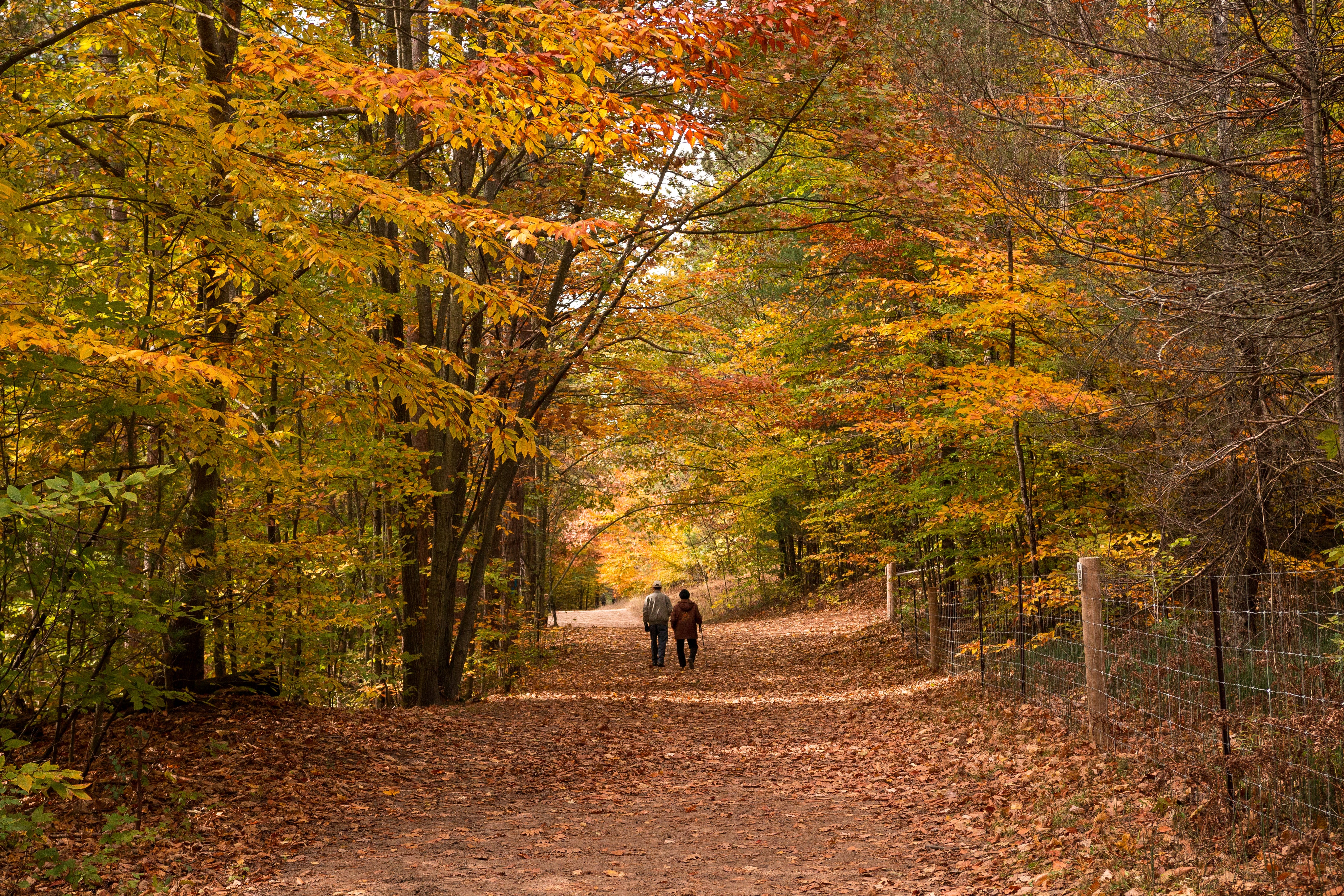 files/a-couple-strolls-down-a-fall-path.jpg